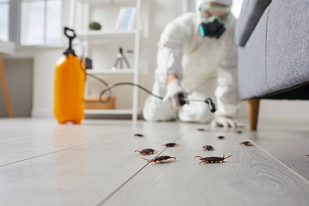 Commercial Rodent Management in Grant City